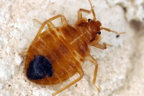 bed bug body