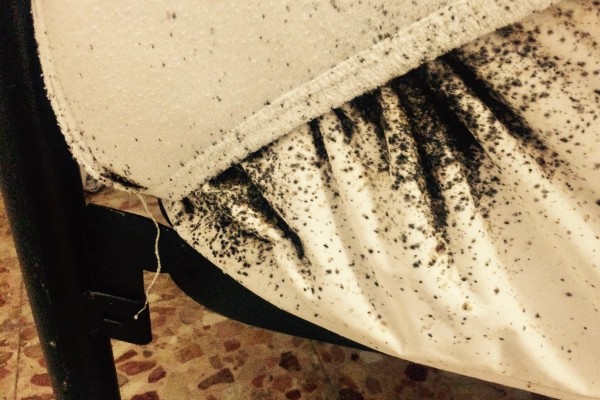 bed bug infestation on a matress