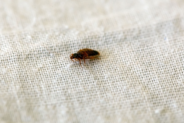 bed bug on a white sheet