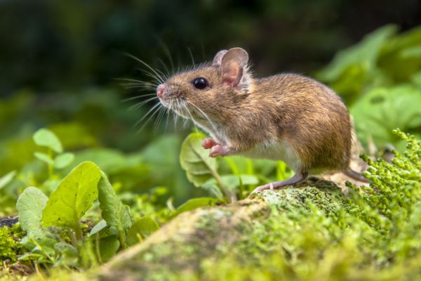 mouse on ground in green grass