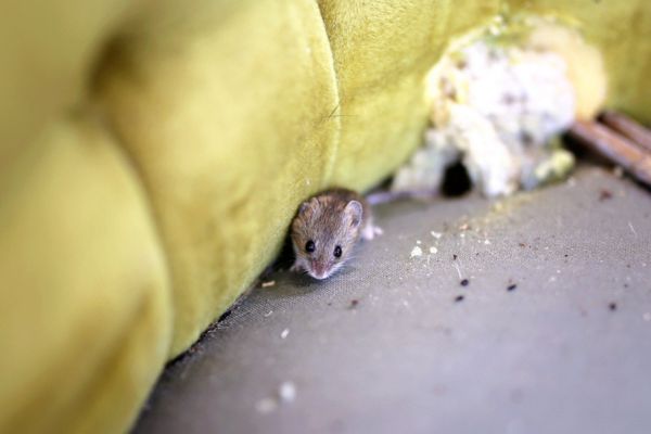 mouse in a couch with stuffing coming out of couch