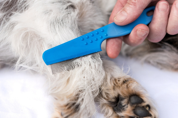 prevent fleas on pets
