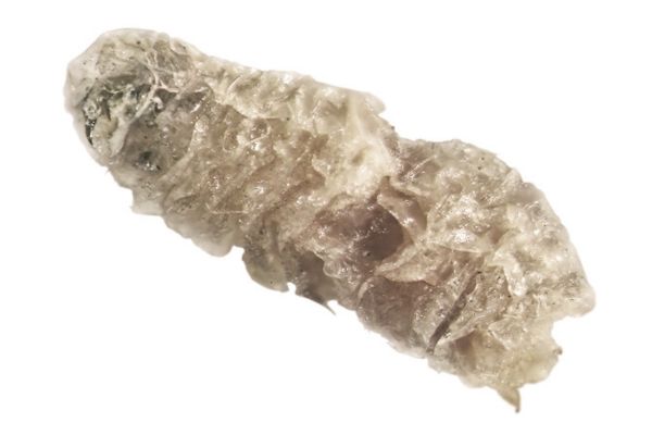 Flea pupae