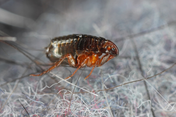 fleas sprays treatment