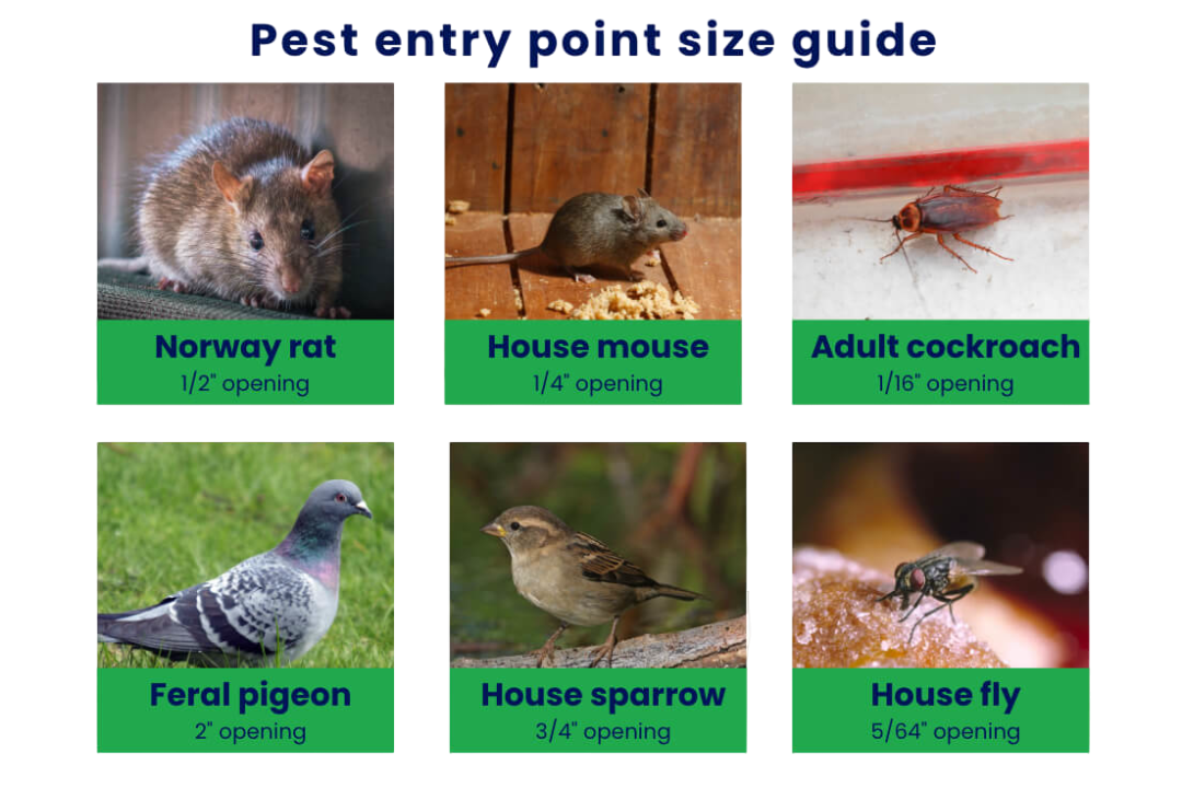 Pest entry point size guide illustrating the minimum opening size for a Norway rat, house mouse, adult cockroach, feral pigeon, house sparrow, and house fly.