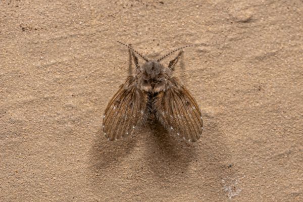 drain fly