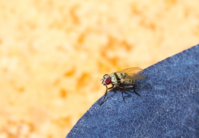 fly on surface