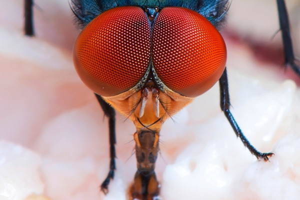 flies eyes
