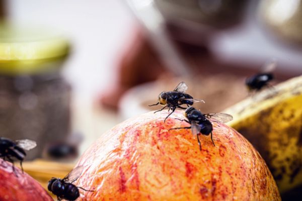 Fly on fruit apple