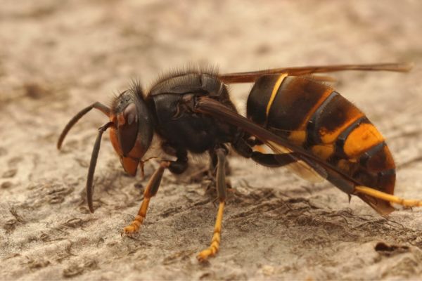 hornets