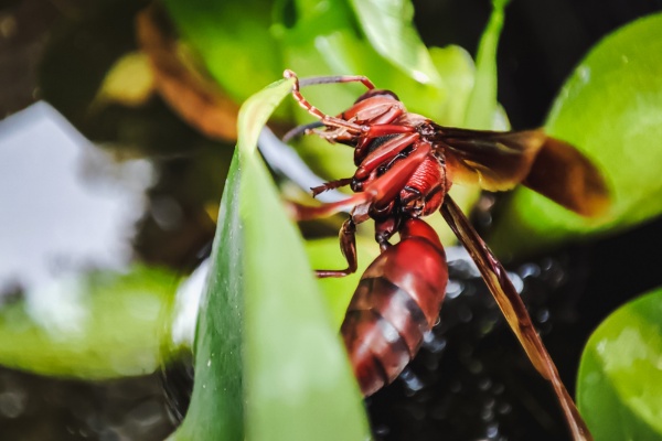 red wasp on plant