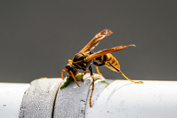 wasp eating