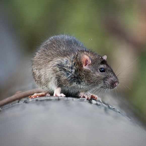 rodent wildlife