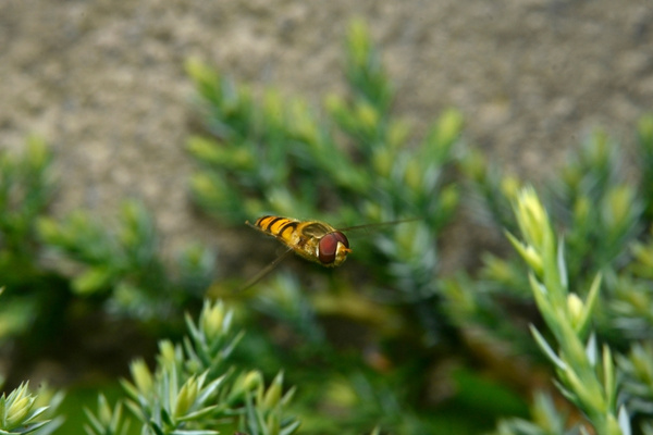 hover flies