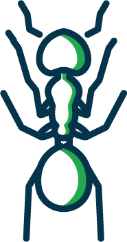 ant