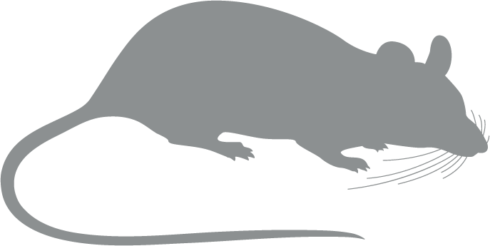 Grey rodent icon