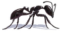 Little black ant close up