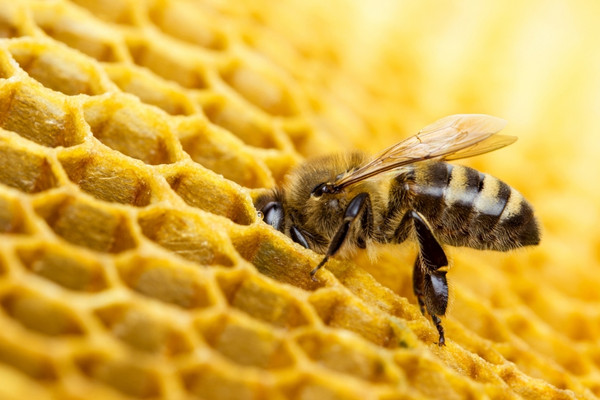 bee in beehive