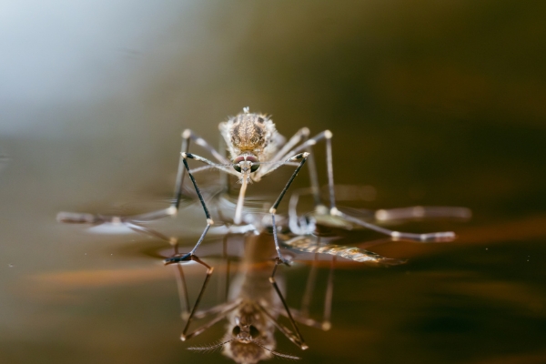 Mosquito eating