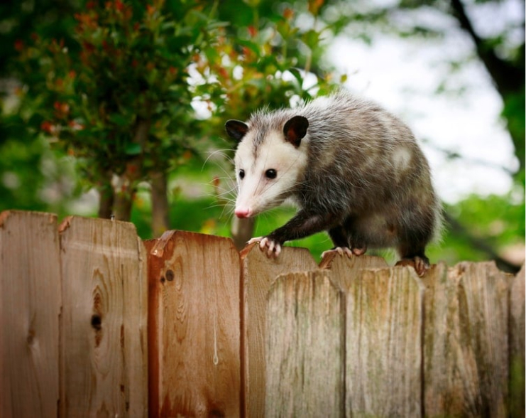 Opposum
