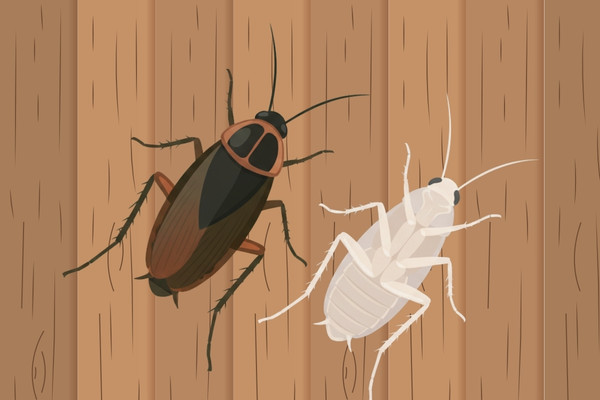 Cockroach shed skins