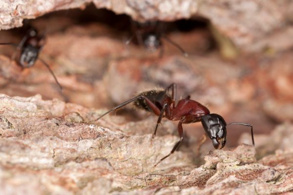 pavement ant in hole with other ants