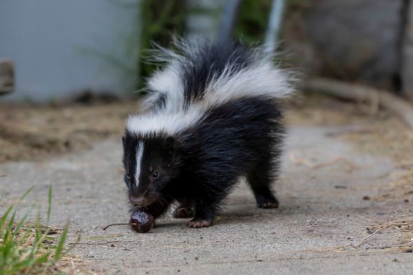 Skunk smelling a tree nut