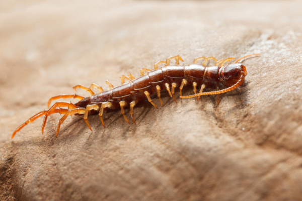 stone centipede