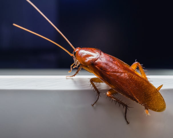 prevent cockroaches when moving