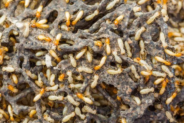 subterranean termites 