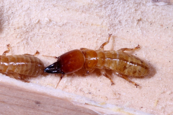 drywood termites on ground