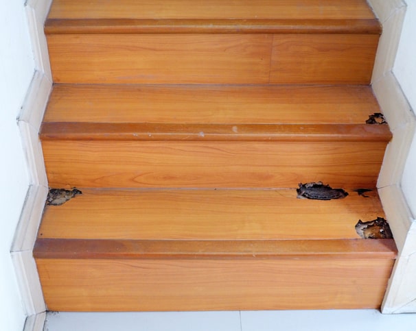 Blistering termite wood damage