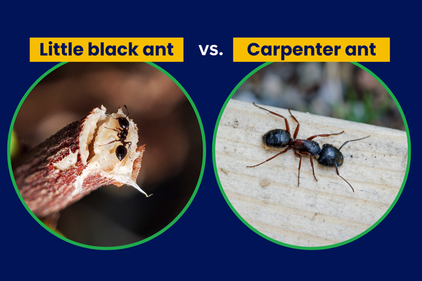 Little black ant vs Carpenter ant