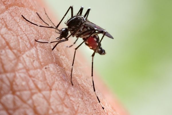 mosquito on skin