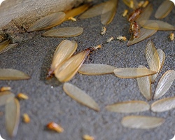Discarded Wings
