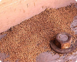 Termite Droppings