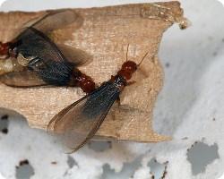 Winged bugs