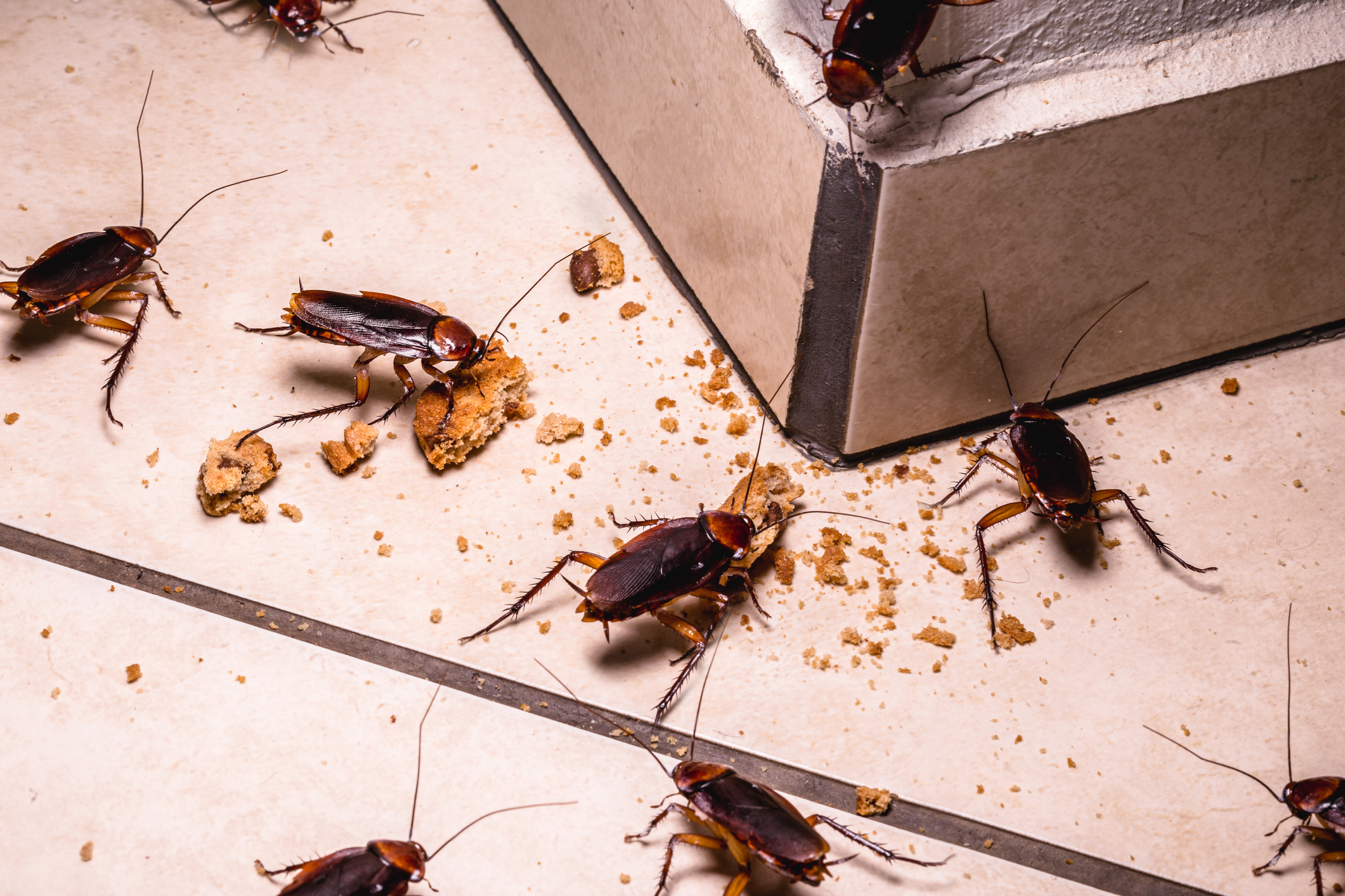 cockroaches eating