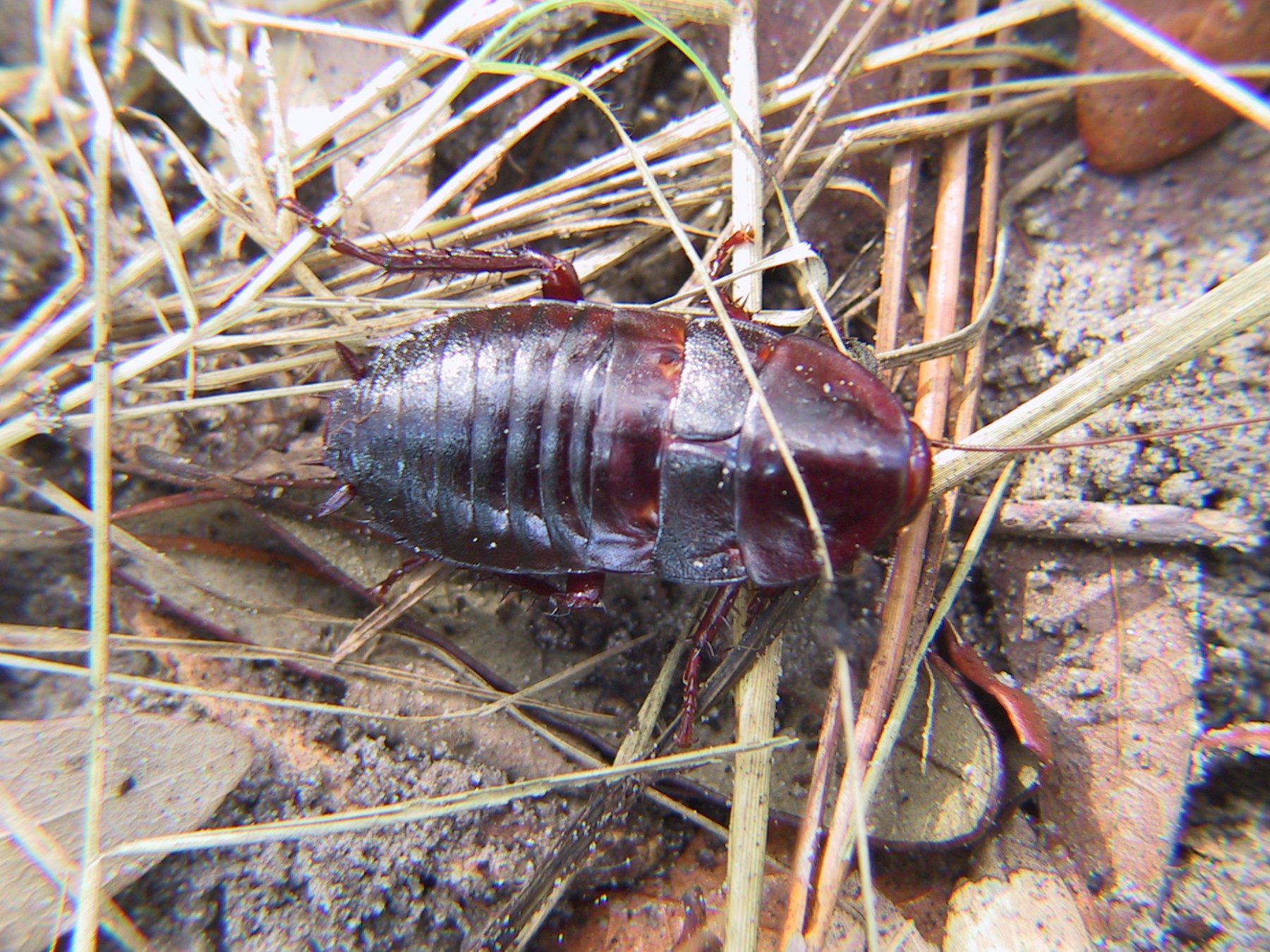 Florida cockroach outside claiming on grass