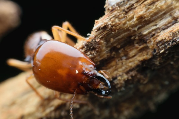 close up of dampwood termite head