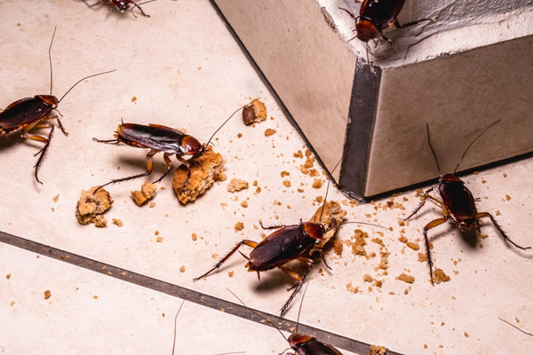 roaches eating in kitchen