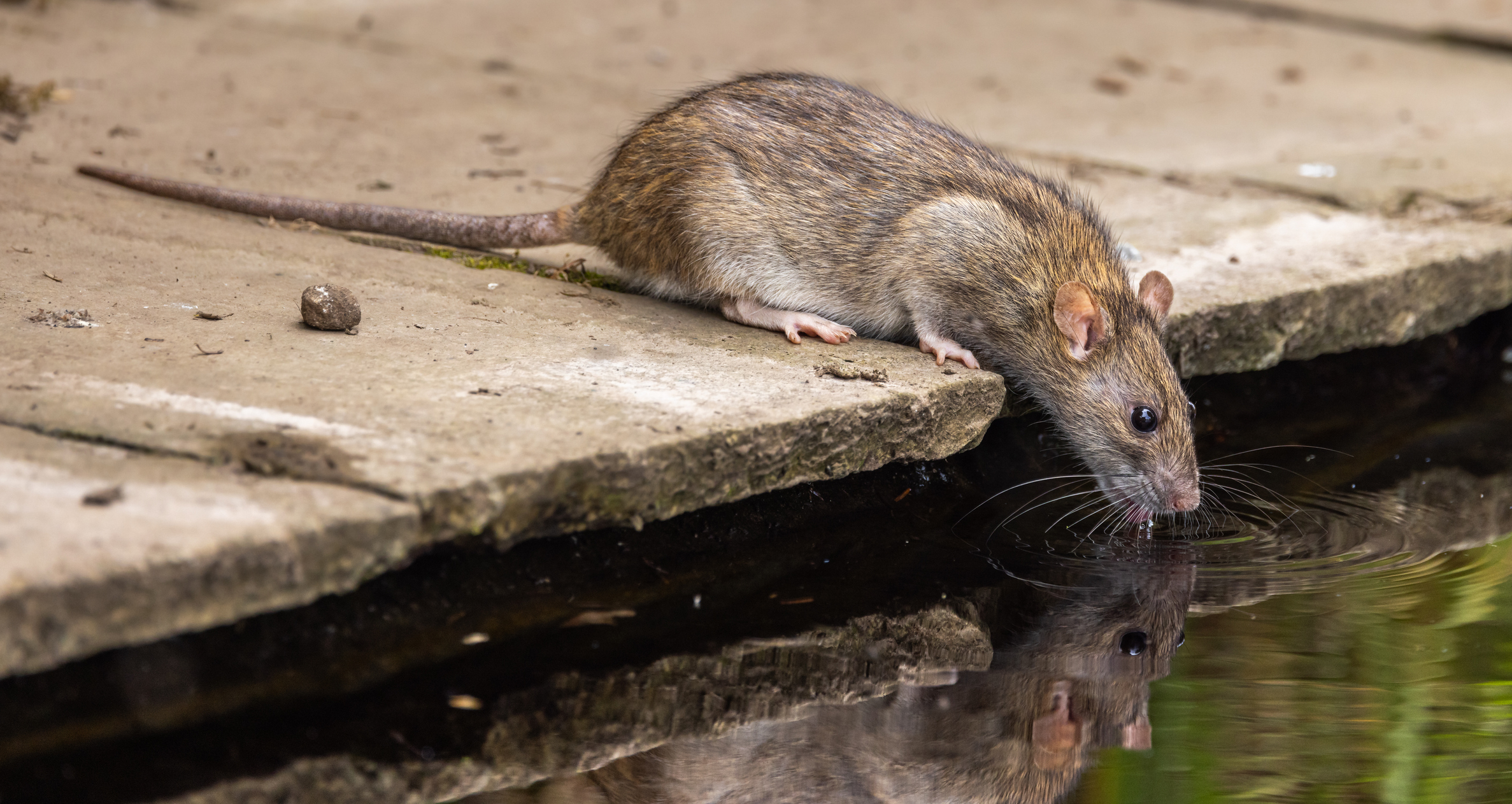 rat drinking water