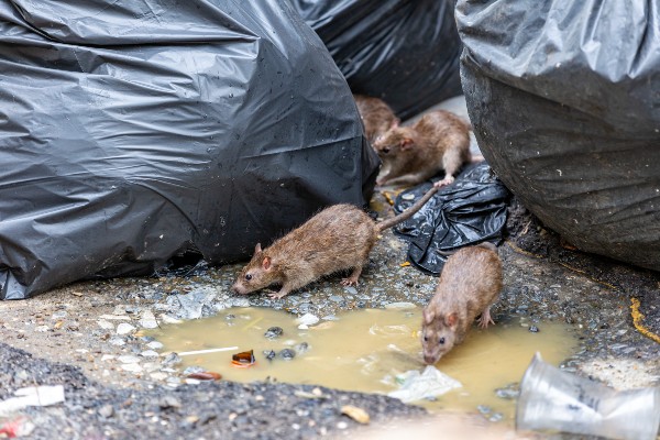 rats by trash