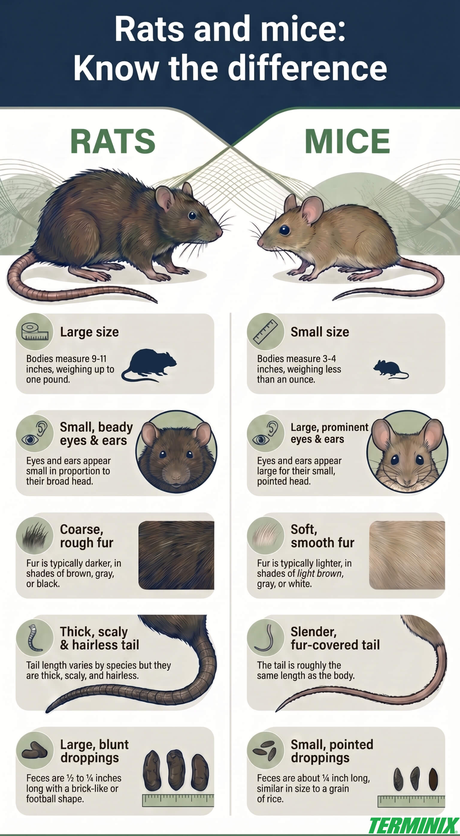 Infographic titled Rats and mice: Know the difference, comparing physical traits and droppings.