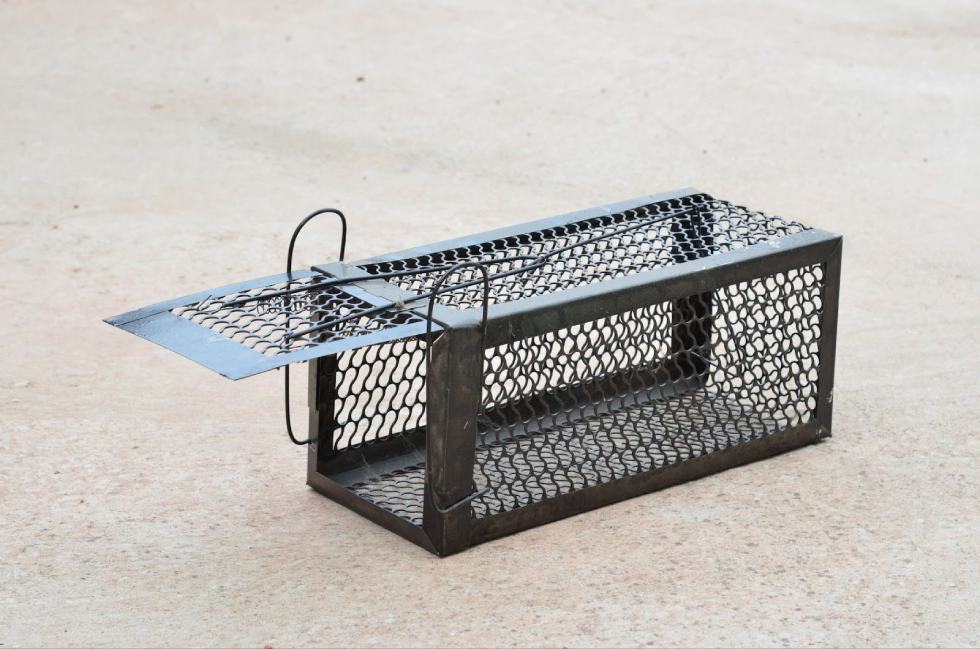 rat traps