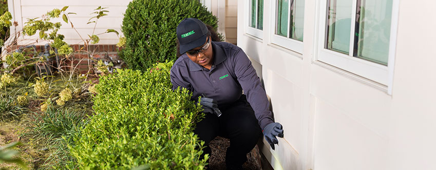 pest control inspection