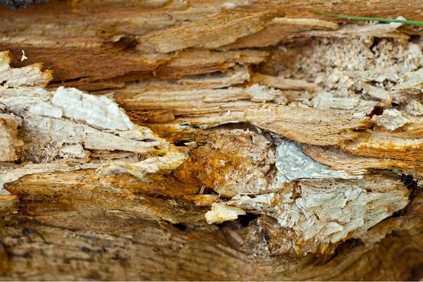 Close up of wood-conducting rot