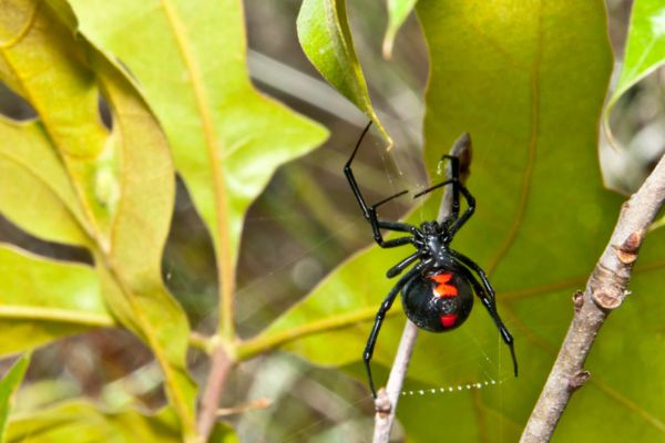 Black widow spider