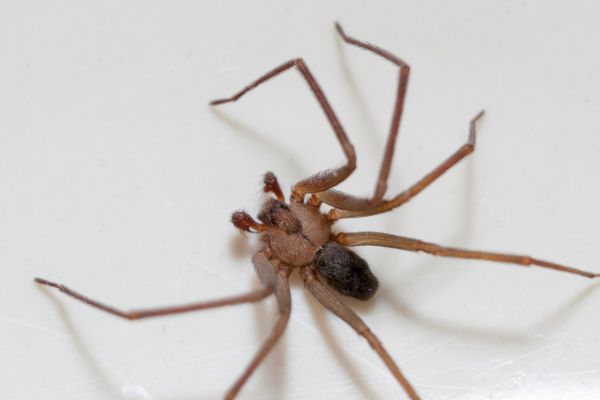 Brown recluse spider