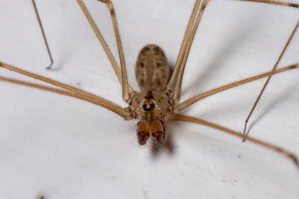 Cellar spider